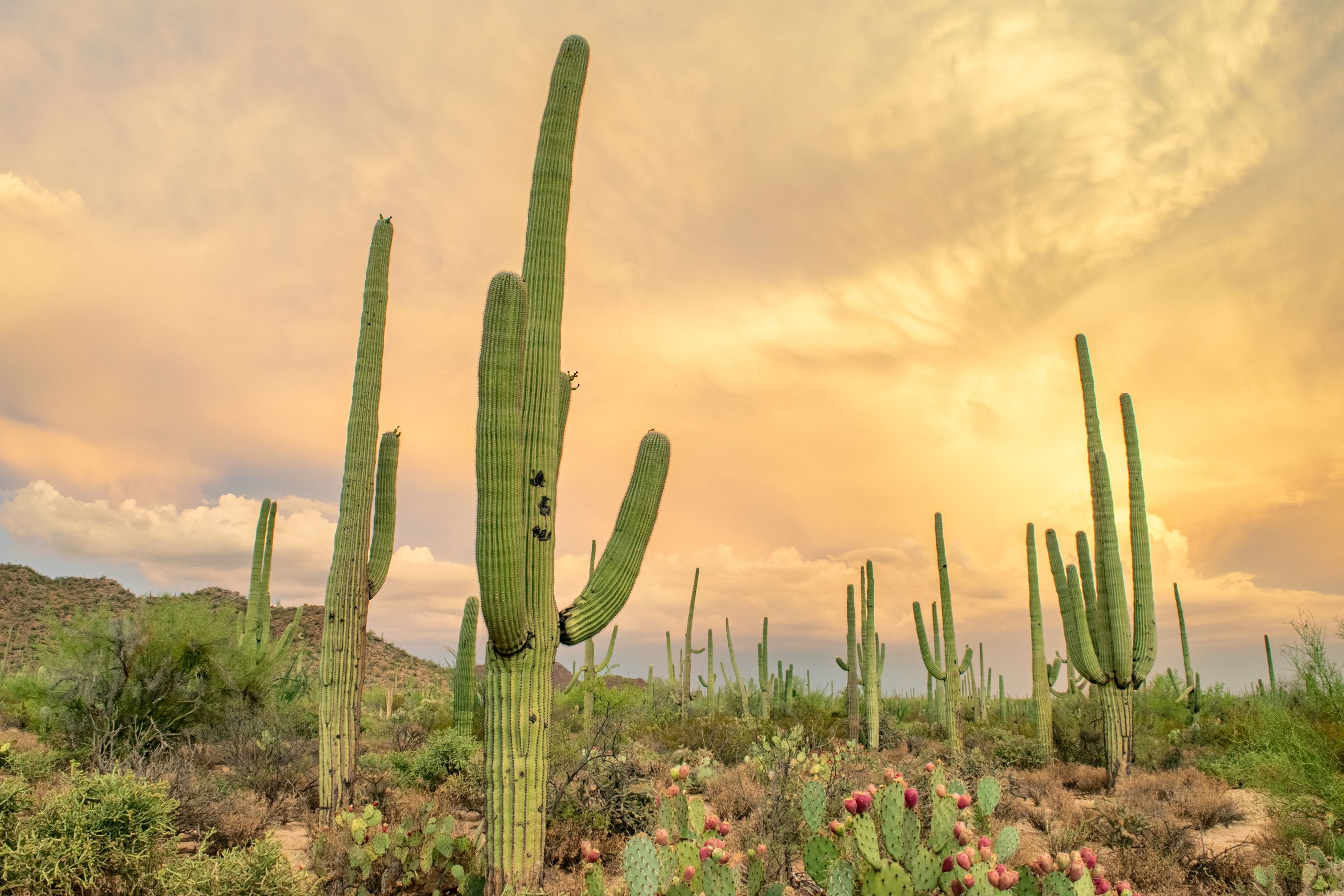 Saguaro cactus at golden hour in the Sonoran Desert near Tucson, Arizona